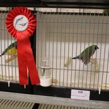 Aalten, Kleur en Fleur, vogelshow, 26 november 2016 017.jpg